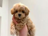 UYGUN ACİL 2 Aylık Toy Poodle Aşılı Eğitimli Eşyalı