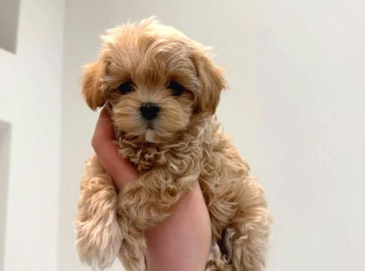 Uygun Aci̇l 2 Aylık Toy Poodle Aşılı Eğitimli Eşyalı