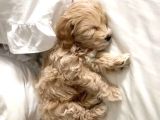 Uygun Aci̇l 2 Aylık Toy Poodle Aşılı Eğitimli Eşyalı