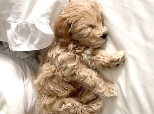 Uygun Aci̇l 2 Aylık Toy Poodle Aşılı Eğitimli Eşyalı görsel