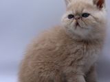 Safkan Sıfır Burun Bebekler