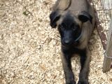 Belçika Malinois Safkan A Kalite Erkek Yavru