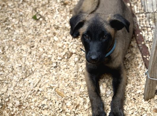Belçika Malinois Safkan A Kalite Erkek Yavru görsel