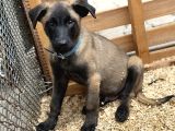 Belçika Malinois Safkan A Kalite Erkek Yavru