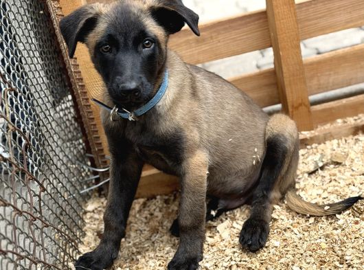 Belçika Malinois Safkan A Kalite Erkek Yavru görsel
