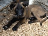 Belçika Malinois Safkan A Kalite Erkek Yavru