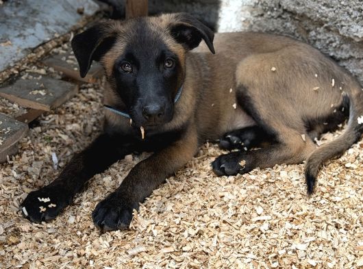 Belçika Malinois Safkan A Kalite Erkek Yavru görsel