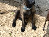 Belçika Malinois Safkan A Kalite Erkek Yavru