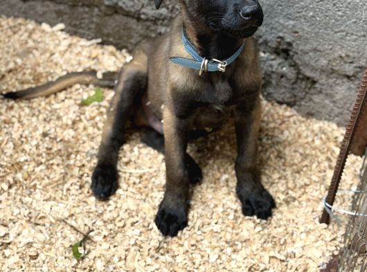 Belçika Malinois Safkan A Kalite Erkek Yavru görsel