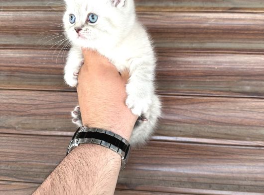 Sağlıklı Wc Eğitimli Bebekler görsel