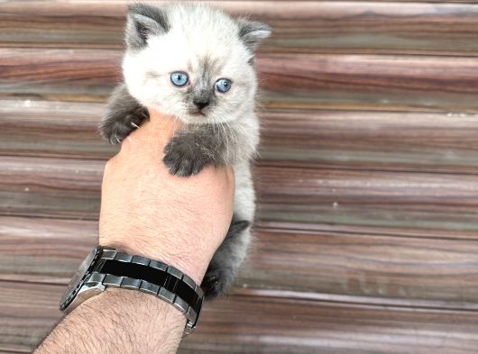 Sağlıklı Wc Eğitimli Bebekler görsel