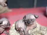 Mavi Gözlü Neşe Dolu Tüysüz Kedi Yavrularım