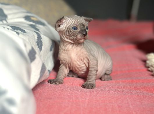 Mavi Gözlü Neşe Dolu Tüysüz Kedi Yavrularım görsel