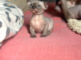 Mavi Gözlü Neşe Dolu Tüysüz Kedi Yavrularım