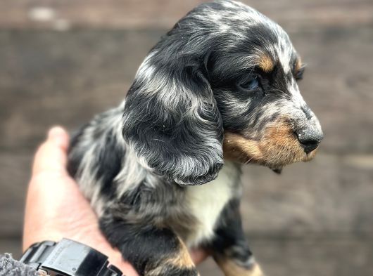 Dachshund Line Blu Merle görsel