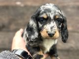 Dachshund Line blu merle