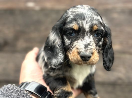Dachshund Line Blu Merle
