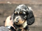 Dachshund Line Blu Merle