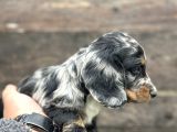 Dachshund Line Blu Merle