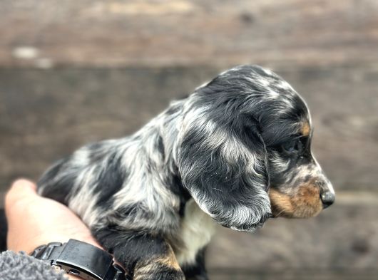 Dachshund Line Blu Merle görsel