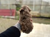 Kıvır Kıvır Malti̇po Yavru