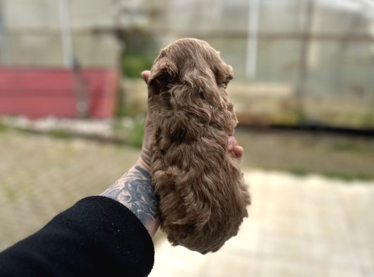 Kıvır Kıvır Malti̇po Yavru görsel