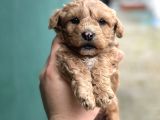 Kıvır Kıvır Malti̇po Yavru