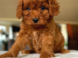 Maltipoo Kardeşler