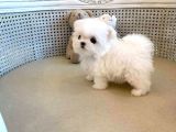 Teacup Garantili Maltese Bebeklerimiz Hazır