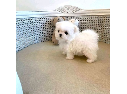 Teacup Garantili Maltese Bebeklerimiz Hazır görsel