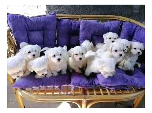 Teacup Garantili Maltese Bebeklerimiz Hazır