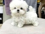 Teacup Garantili Maltese Bebeklerimiz Hazır