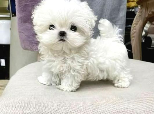 Teacup Garantili Maltese Bebeklerimiz Hazır görsel