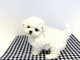 Teacup Garantili Maltese Bebeklerimiz Hazır