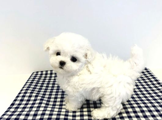 Teacup Garantili Maltese Bebeklerimiz Hazır görsel