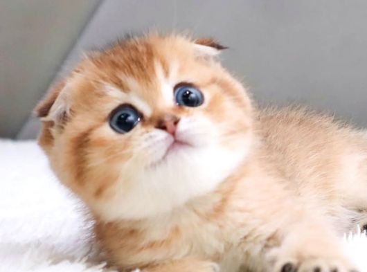 Top Kafacık Golden Scottish Fold