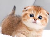 Top Kafacık Golden Scottish Fold
