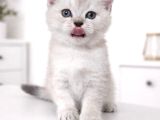 A Kalite British Shorthair Blue Point Yavrular Yer Ankara