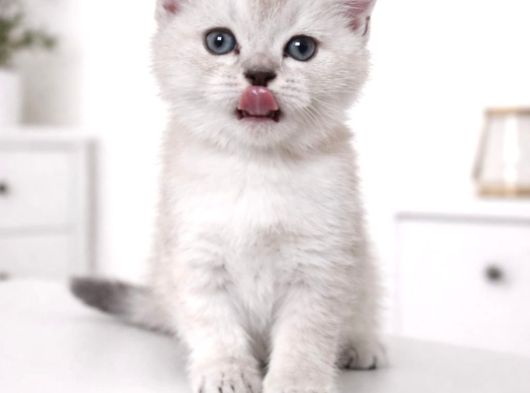 A Kalite British Shorthair Blue Point Yavrular Yer Ankara