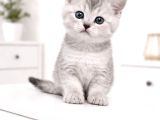 A Kalite British Shorthair Blue Point Yavrular Yer Ankara