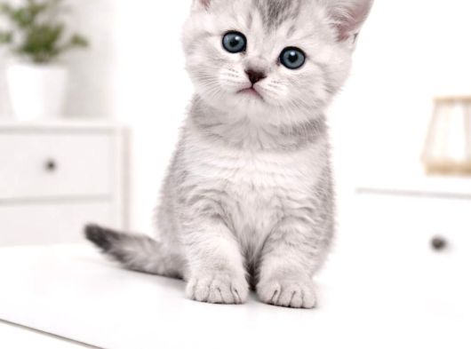 A Kalite British Shorthair Blue Point Yavrular Yer Ankara görsel