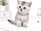 A Kalite British Shorthair Blue Point Yavrular Yer Ankara