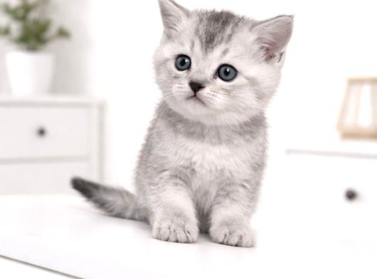 A Kalite British Shorthair Blue Point Yavrular Yer Ankara görsel