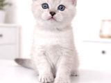A Kalite British Shorthair Blue Point Yavrular Yer Ankara