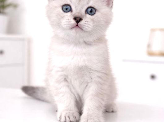 A Kalite British Shorthair Blue Point Yavrular Yer Ankara görsel