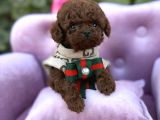 Toy Poodle Sevi̇mli̇ Yavrular Ev Üreti̇mi̇