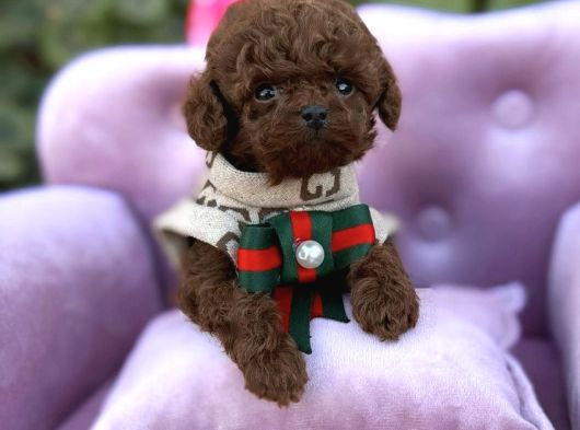 Toy Poodle Sevi̇mli̇ Yavrular Ev Üreti̇mi̇ görsel
