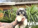 Ayıcık Surat Shih Tzu Bebekler