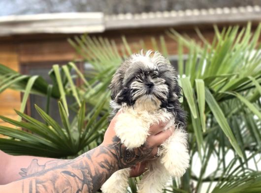 Ayıcık Surat Shih Tzu Bebekler