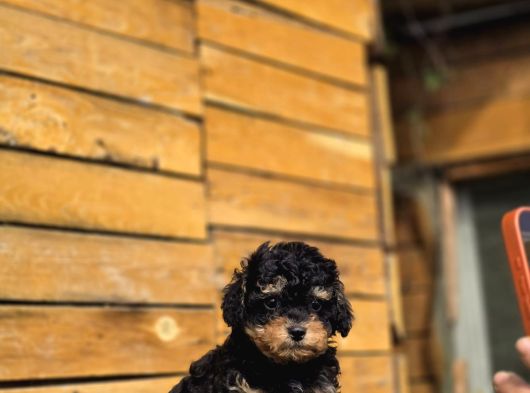Nadir Renk Phantom Toy Poodle Yavrular